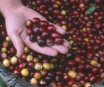 The result of all the hard work - coffee beans for Lavazza TIERRA 