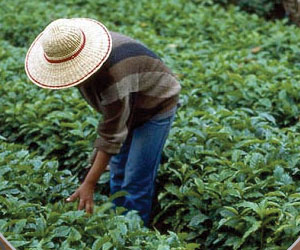 Coffee farmer in Honduras